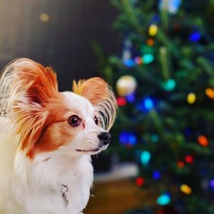 Close-up of a dog looking away