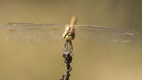 Close-up of dragonfly on twig