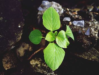 High angle view of plant