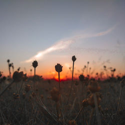 Close-up of silhouette flowering plants on field against sky during sunset