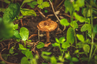 Close-up of mushrooms growing on plant