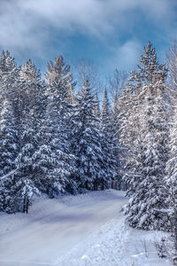 Snow covered trees against sky
