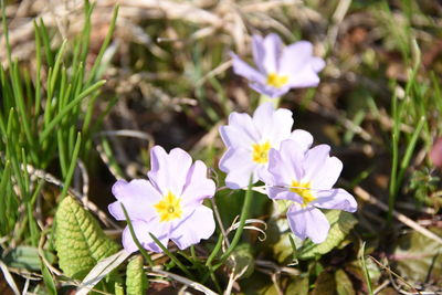 Close-up of crocus blooming outdoors