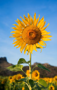 Close-up of sunflower against clear sky