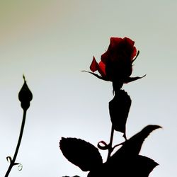 Close-up of red rose blooming against sky