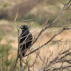 Close-up of bird perching on branch