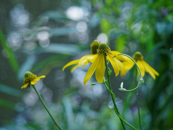 Close-up of yellow flowers blooming outdoors