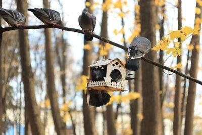 Close-up of bird perching on tree