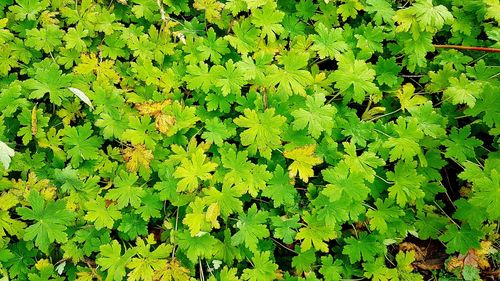 Full frame shot of fresh yellow leaves on field