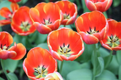 Close-up of orange poppy blooming outdoors