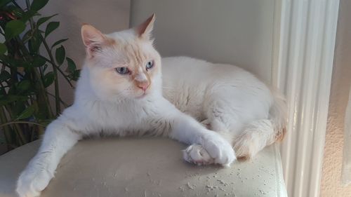 Portrait of white cat relaxing on window at home