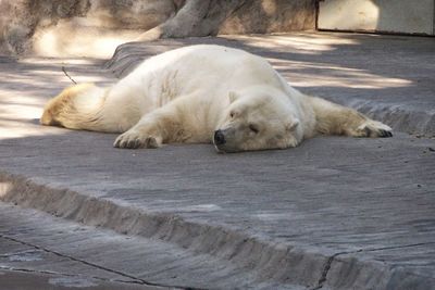 Dog sleeping on ground