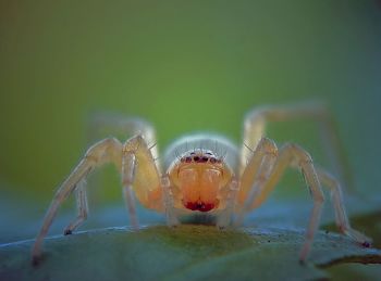 Close-up of spider