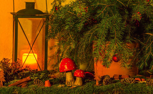 View of illuminated plants and trees at night