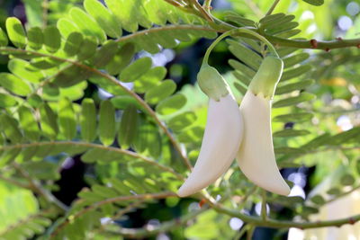 Close-up of white flowering plant