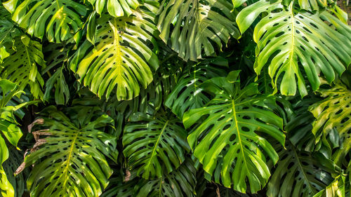 Close-up of fresh green plants