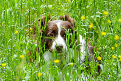 Portrait of dog in grass