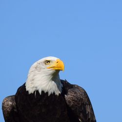 Close-up of eagle against clear blue sky