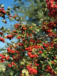 Close-up of red berries on tree