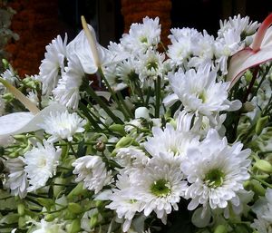 Close-up of white flowers