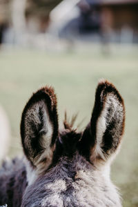 Close-up of a cat