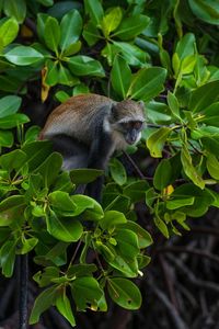 Close-up of monkey on tree