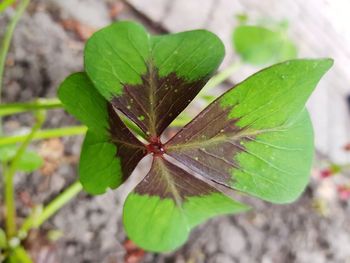 High angle view of plant growing on field