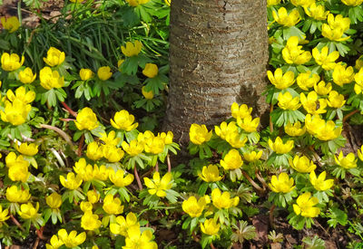 Close-up of yellow flowers