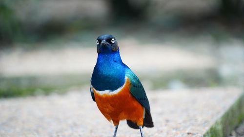 Close-up of bird