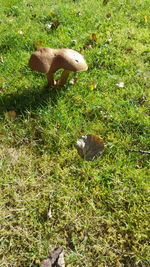 High angle view of duck on field