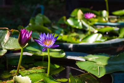 Close-up of purple water lily