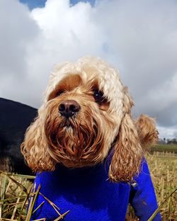 Close-up portrait of dog against sky