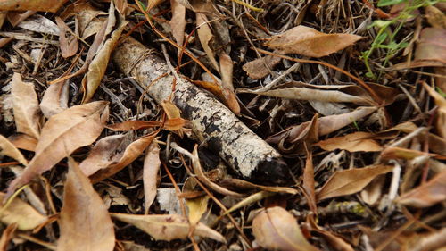 Close-up of lizard