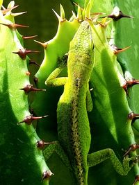 Close-up of insect on plant