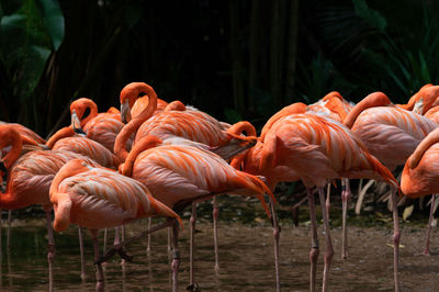 Flock of birds on field