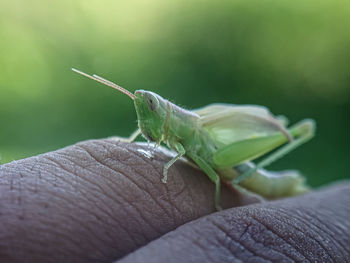 Close-up of insect on hand