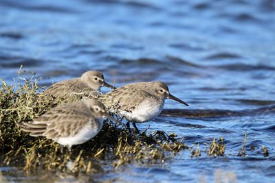 Close-up of birds on the lake