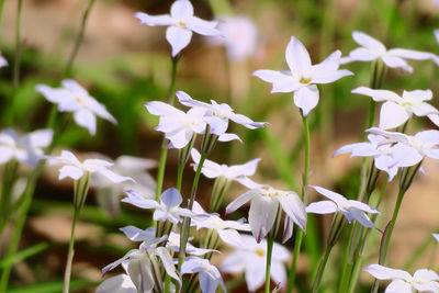 Close-up of white flowering plants on field