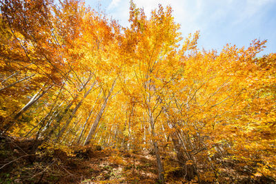 View of autumnal trees in forest