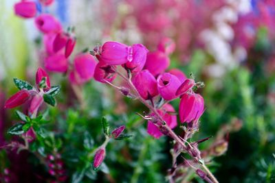 Close-up of pink flowers blooming outdoors