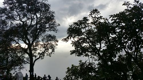 Low angle view of silhouette trees against sky