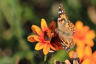 Close-up of butterfly pollinating on flower