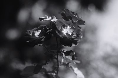 Close-up of cherry blossoms growing on branch