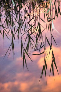 Close-up of silhouette plants against sky during sunset