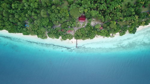 Aerial view of trees growing by sea