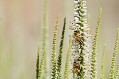 Close-up of bees on plant