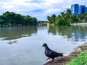 Ducks on a lake