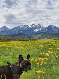 View of a dog on field against mountain range