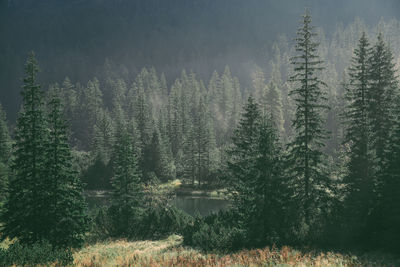 View of pine trees in forest during foggy weather