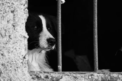 Close-up of dog looking away